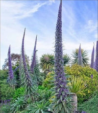 Echium Pininana Blue Steeple Tower of Jewels flowering plant with tall blue flower spikes.