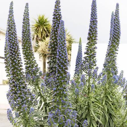 Blue Tower of Jewels ornamental flowers growing in a sunny garden landscape.
