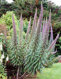 Tall Echium Pininana plant displaying vibrant blue blooms in an outdoor garden.