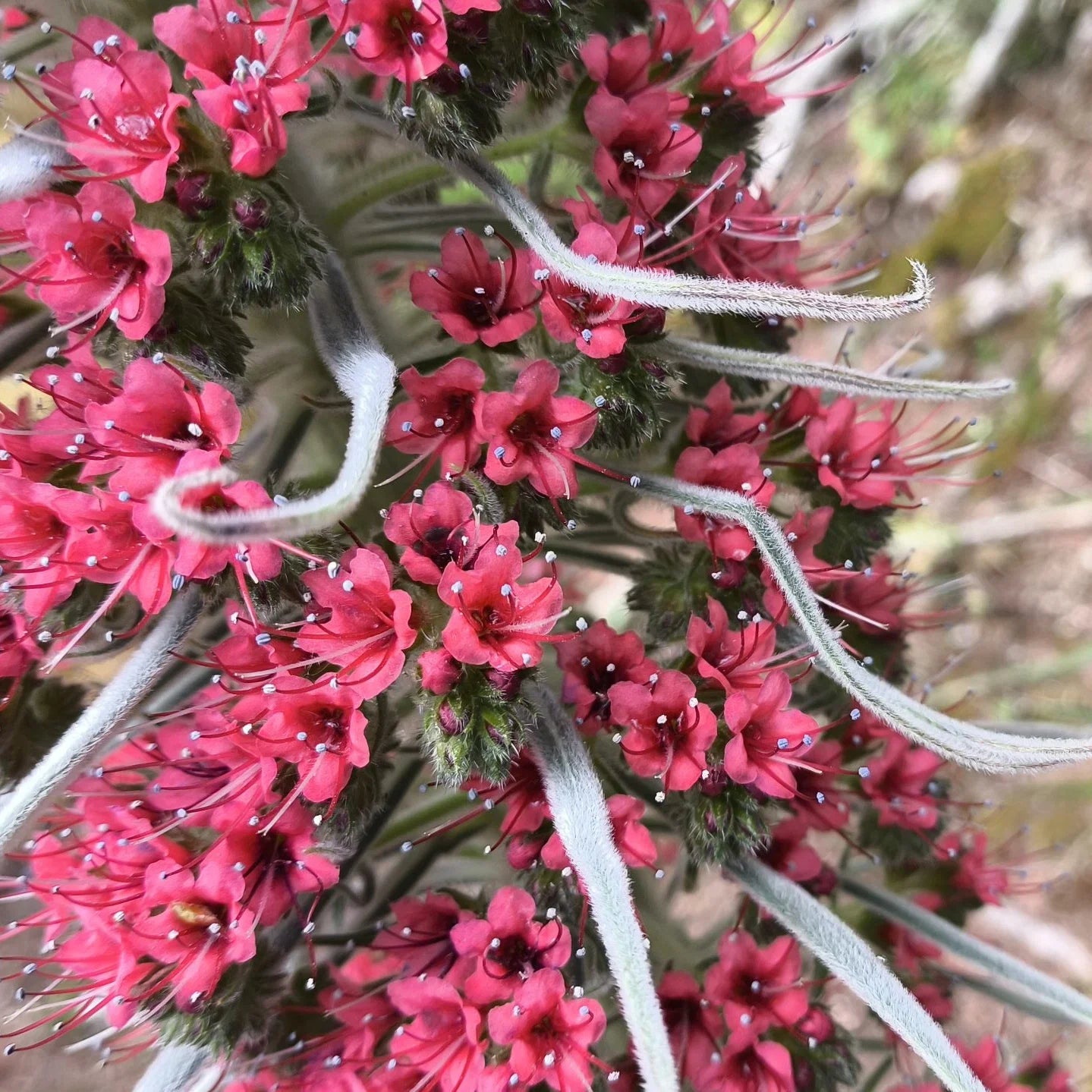 Echium Pink Poker flower seeds for planting in home gardens and borders.