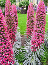 Echium Pink Poker flowers blooming in a colorful garden landscape.