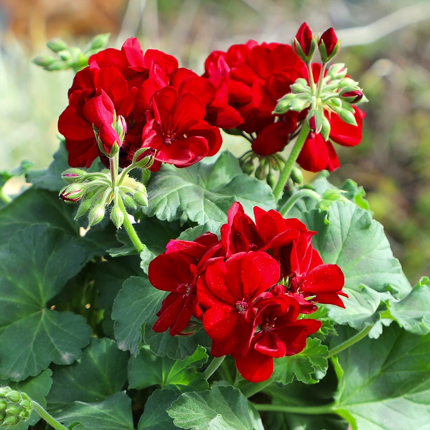 Multi Geranium Flower Seeds Long Bloom Season Heirloom & GMO Free Seeds for Home Garden
 
 Sale