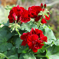 Geranium Burgundy Flower seeds for Planting - Premium Quality, Heirloom & GMO Free Seeds for Home Garden