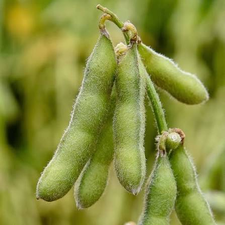Edamame Green Bean Seeds for planting in home vegetable gardens