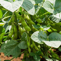 Fresh green edamame bean plants growing in a kitchen garden