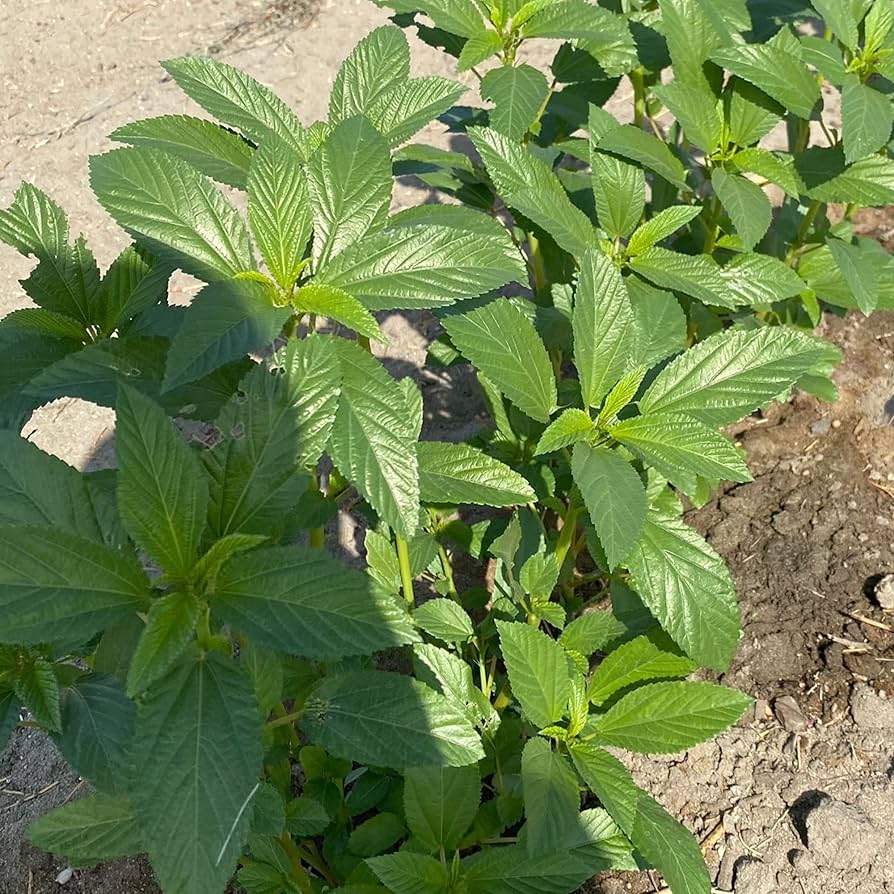 Egyptian spinach seeds for home garden and outdoor vegetable growing.