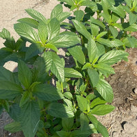 Egyptian spinach seeds for home garden and outdoor vegetable growing.