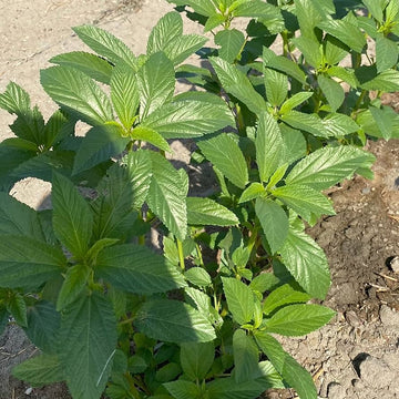 Egyptian spinach seeds for home garden and outdoor vegetable growing.