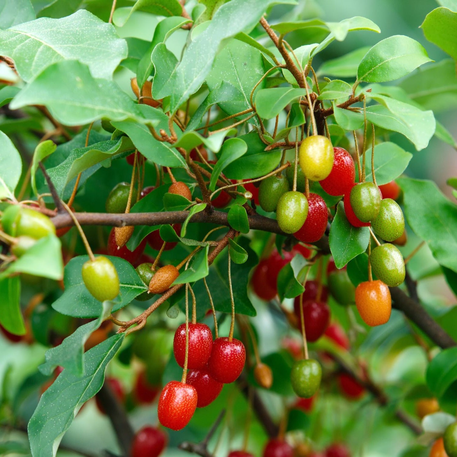 Elaeagnus multiflora fruit seeds suitable for raised beds and large containers.
