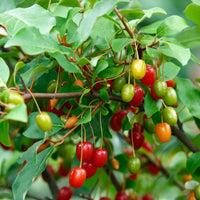 Elaeagnus multiflora fruit seeds suitable for raised beds and large containers.