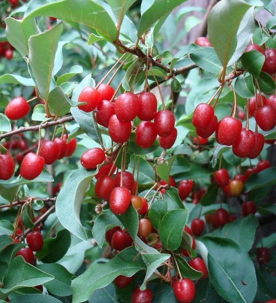 Healthy Goumi fruit shrub growing in a sunny landscape.