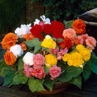 Mixed Double Begonia Tubers for Garden Beds, Borders, Containers & Outdoor Landscapes