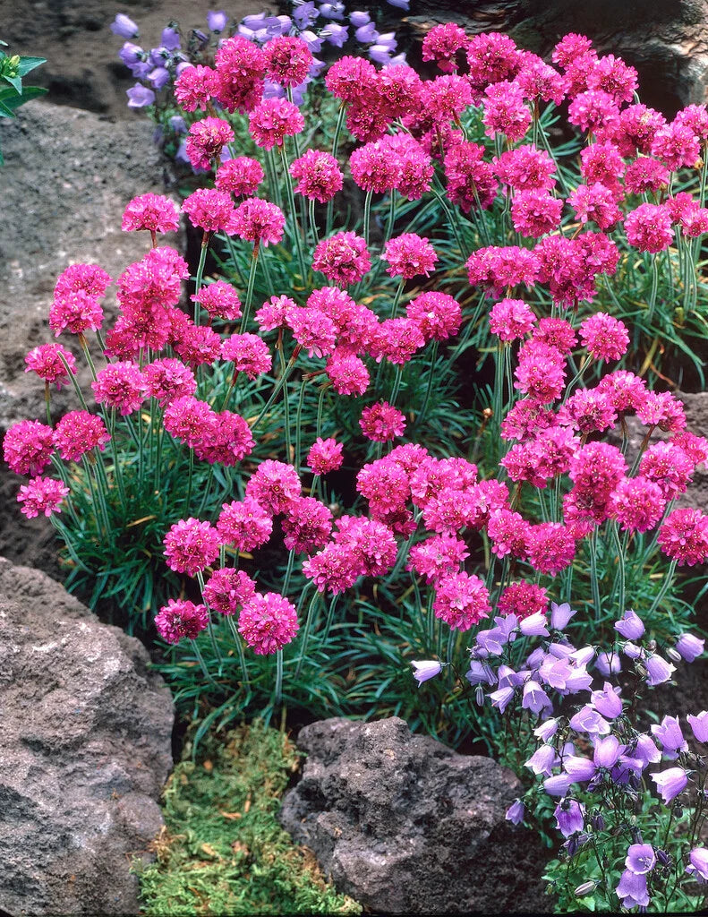 Armeria Flower seeds for Planting - Cottage Garden Essential, Heirloom & GMO Free Seeds for Home Garden