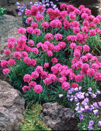Armeria Flower seeds for Planting - Cottage Garden Essential, Heirloom & GMO Free Seeds for Home Garden