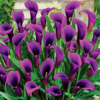 Elegant Calla Lily flower bulbs suitable for borders and containers.
