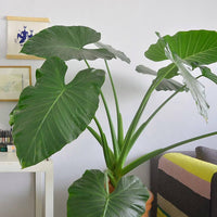 Elephant Ear bulb with large tropical leaves for garden planting.