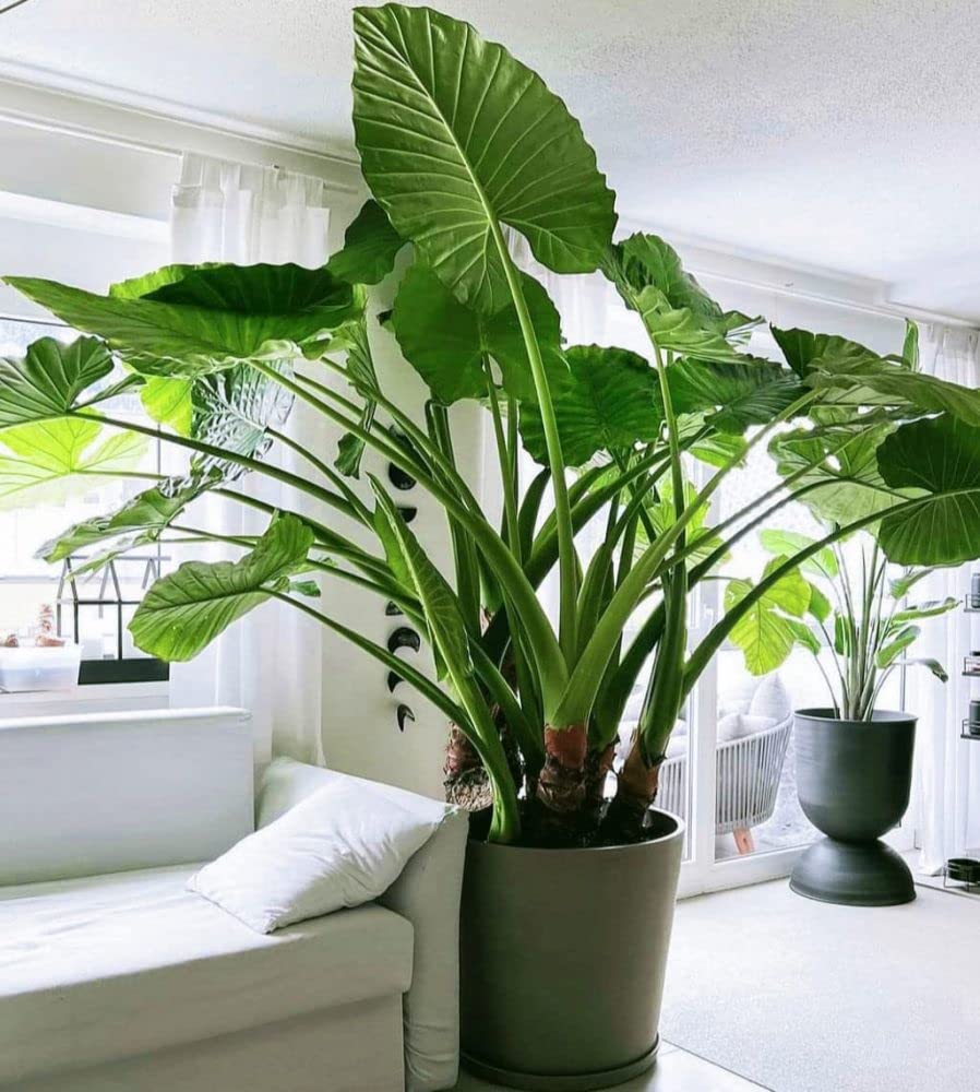 Elephant Ear bulb for natural garden borders and container displays.