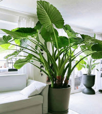 Elephant Ear bulb for natural garden borders and container displays.