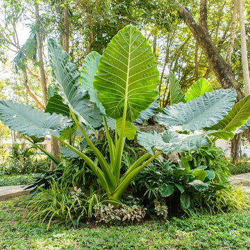 Elephant Ear bulb starter with lush tropical foliage for outdoor gardens.