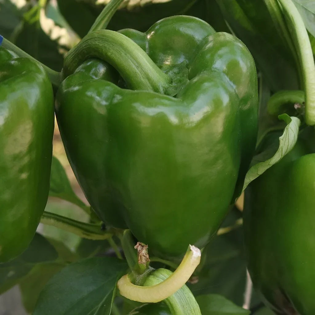 Large green Emerald Giant Sweet Bell Peppers growing on the plant.