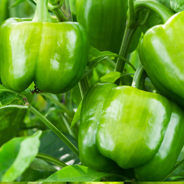 Emerald Giant Sweet Bell Pepper seeds for home garden planting.