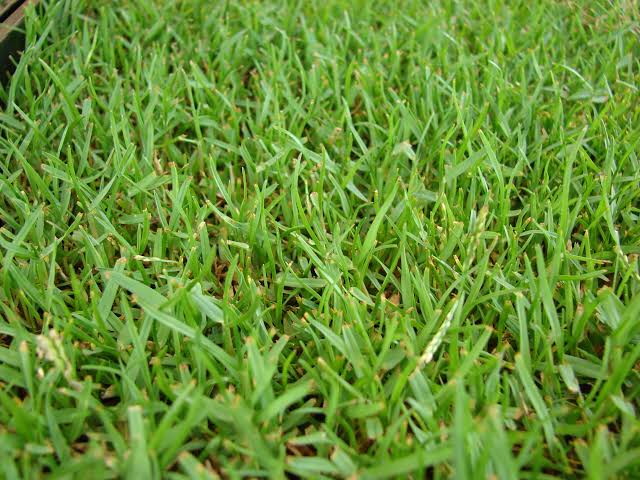 Emerald Zoysia grass seeds for planting in home lawns and garden landscapes