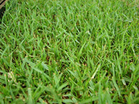 Emerald Zoysia grass seeds for planting in home lawns and garden landscapes
