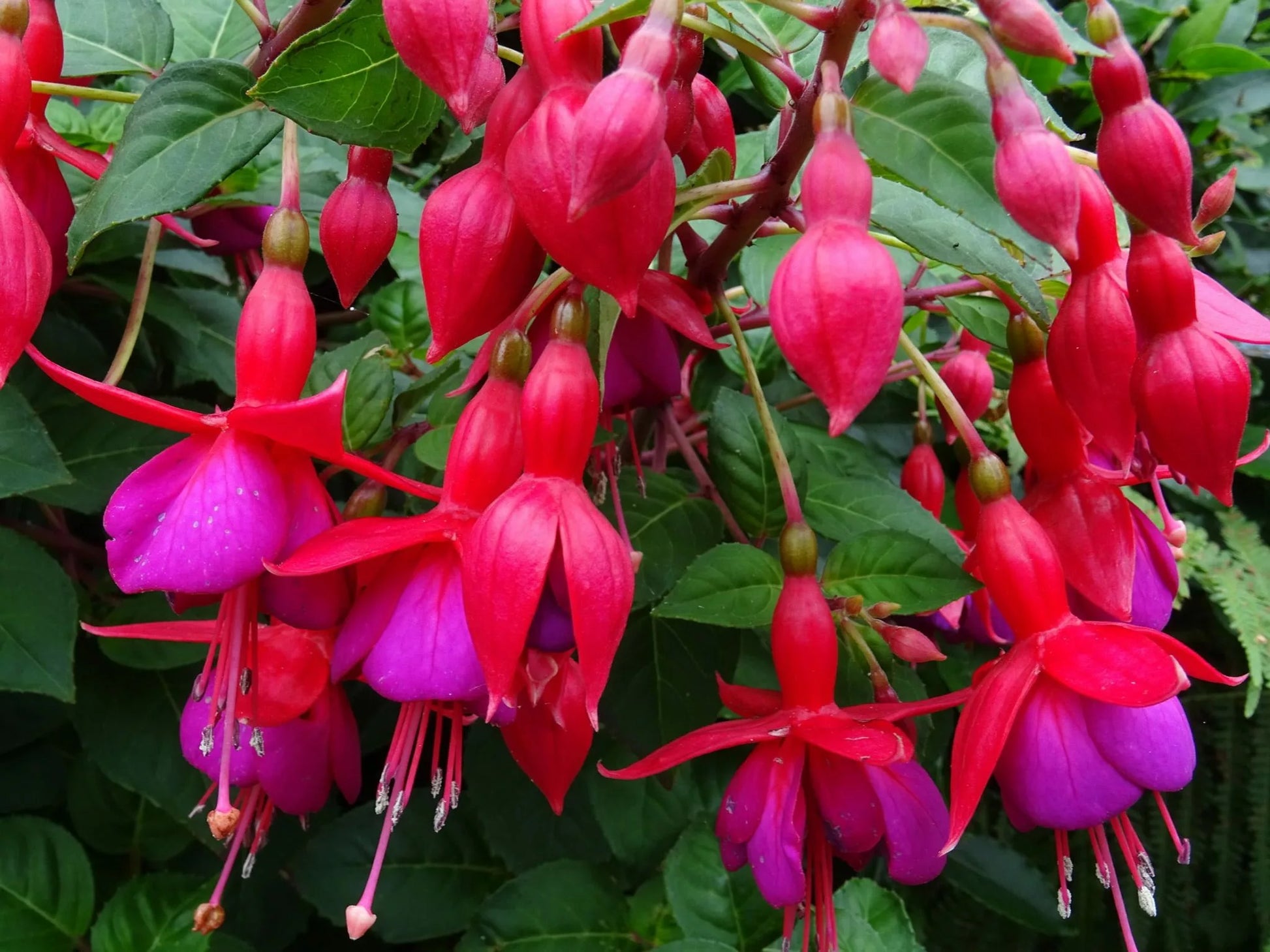 Fuchsia Fuchsia spp Flower Seeds for Planting in Flower Bed