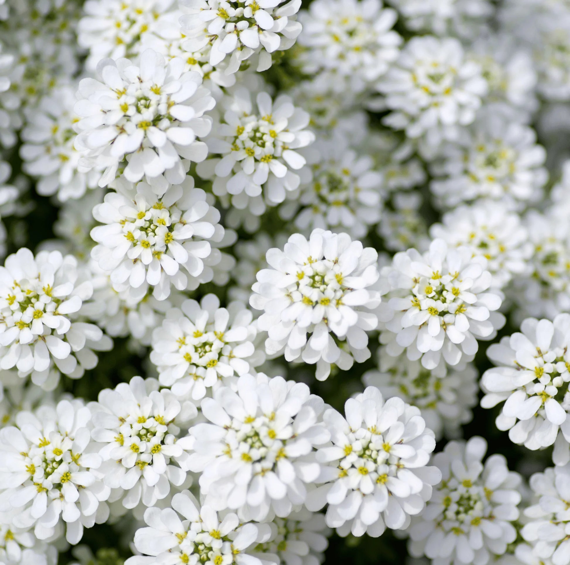 White Amara Empress Candytuft Seeds for Elegant White Flowers