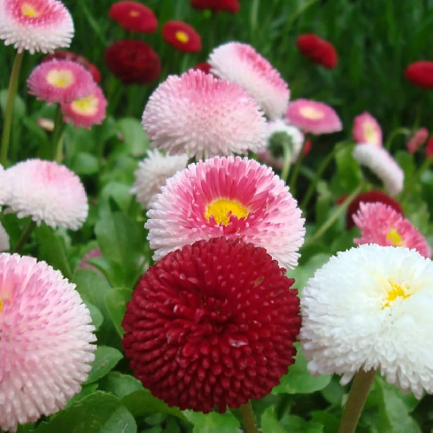 English Daisy Pompon Double Mix seeds for perennial flower gardens.
