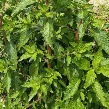 Epazote Seeds for Easy Home Garden Planting