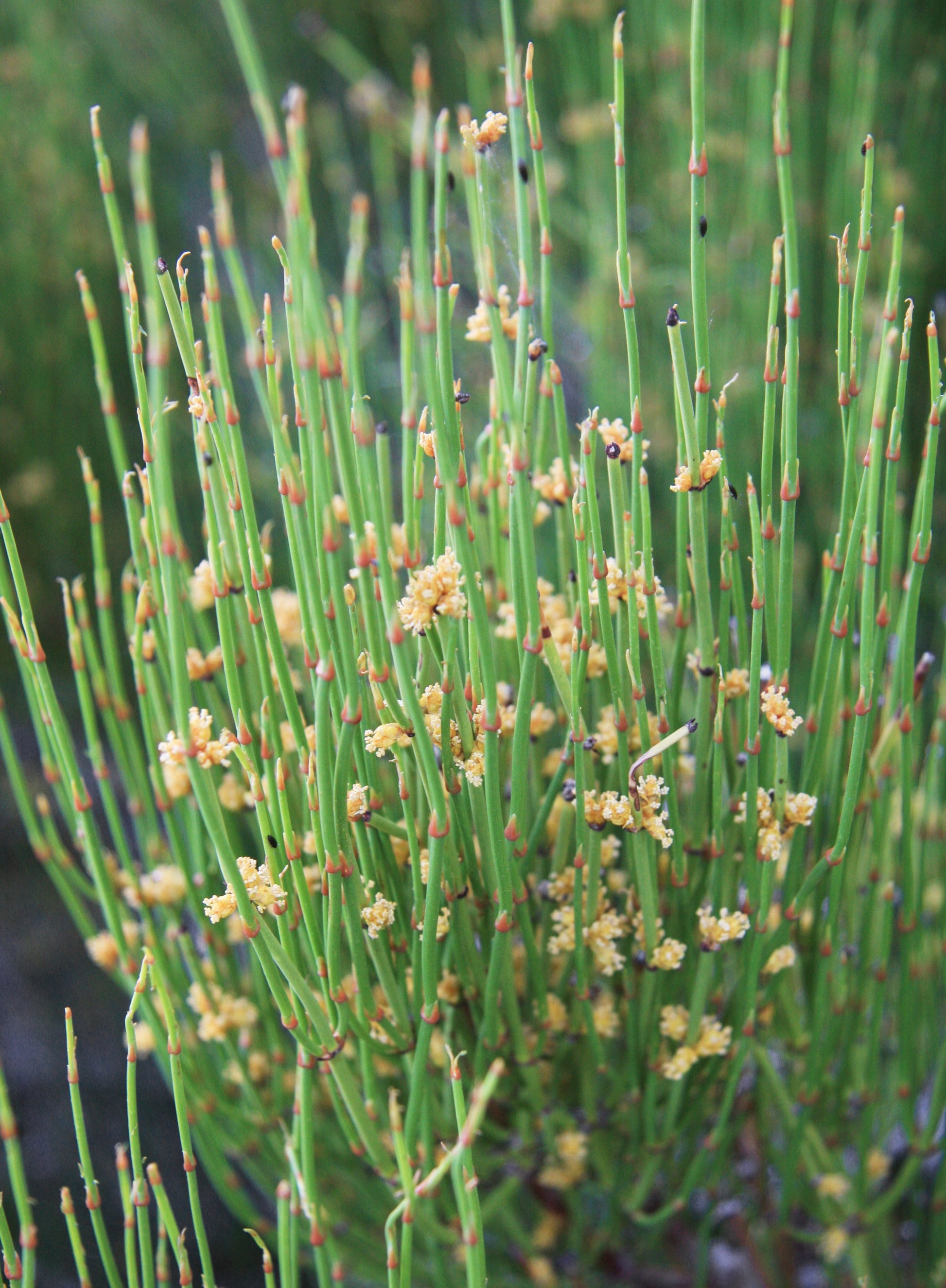 Ephedra sinica ornamental shrub seeds for home garden planting.