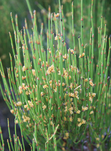 Ephedra sinica ornamental shrub seeds for home garden planting.