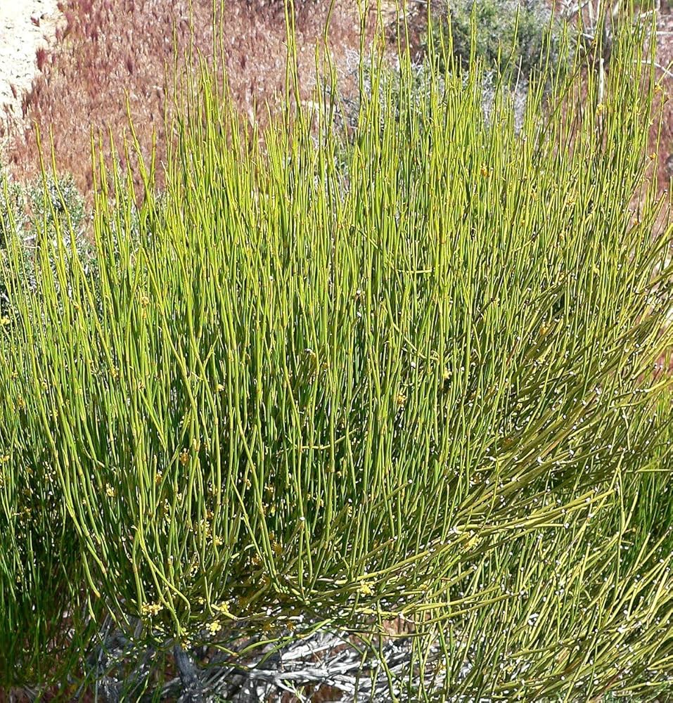 Ephedra sinica seeds suitable for rock gardens and containers.
