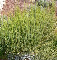 Ephedra sinica seeds suitable for rock gardens and containers.