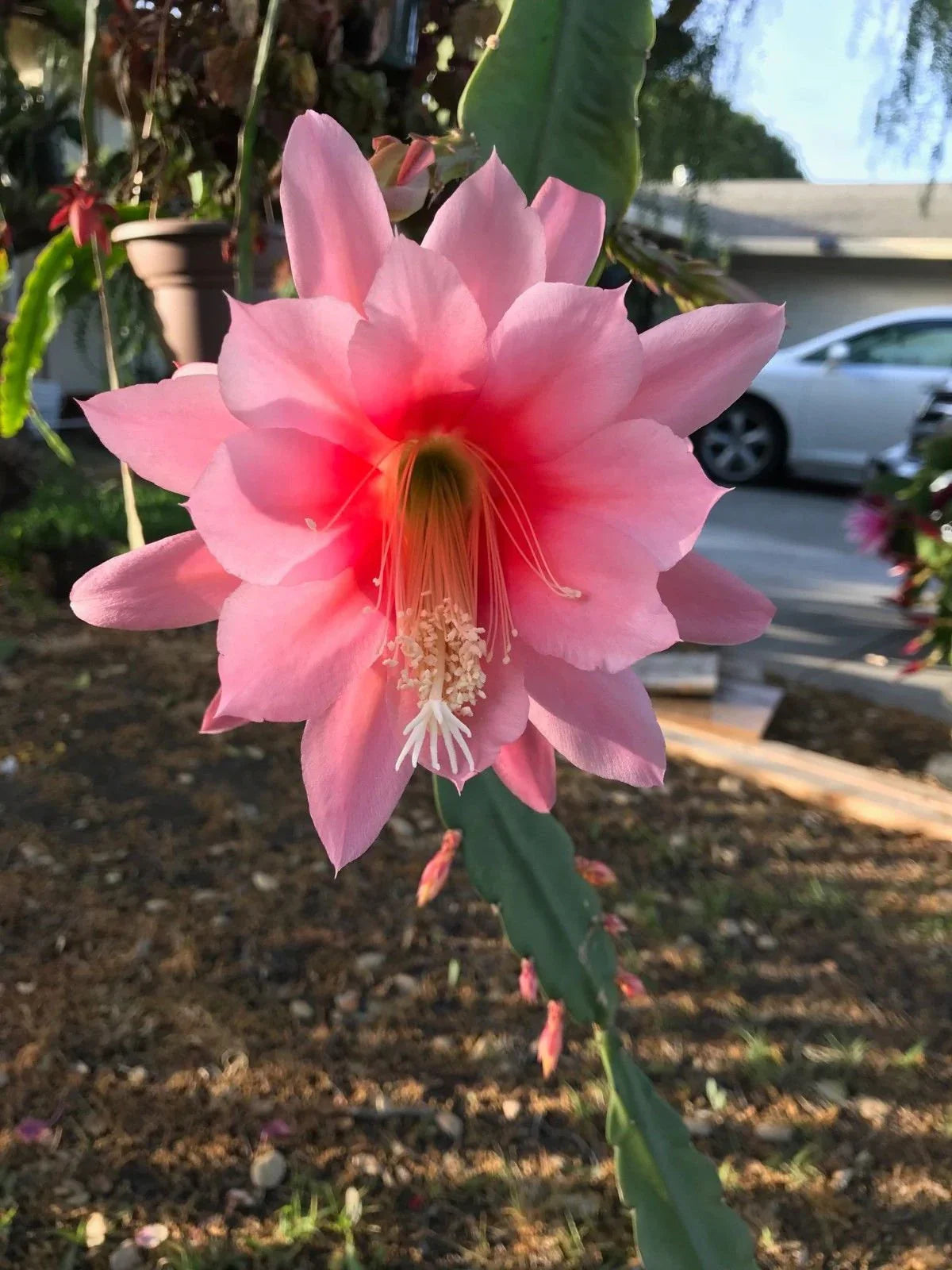 Epiphyllum Orchid Cactus Growing in Container