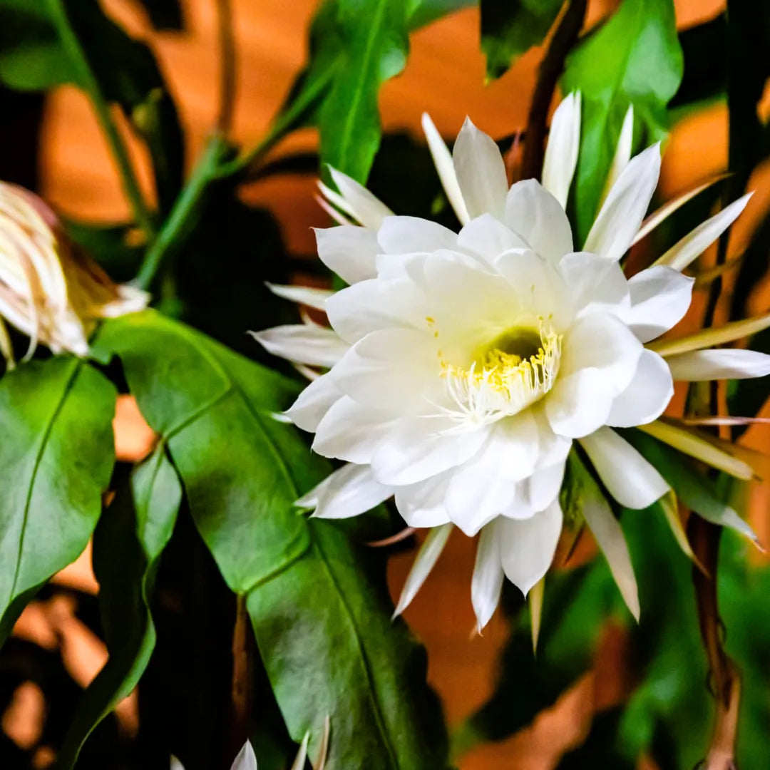 Orchid Cactus Epiphyllum Oxypetalum White Flower Seeds