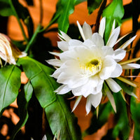Orchid Cactus Epiphyllum Oxypetalum White Flower Seeds