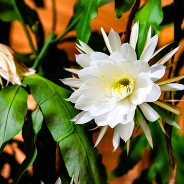 Orchid Cactus Epiphyllum Oxypetalum White Flower Seeds