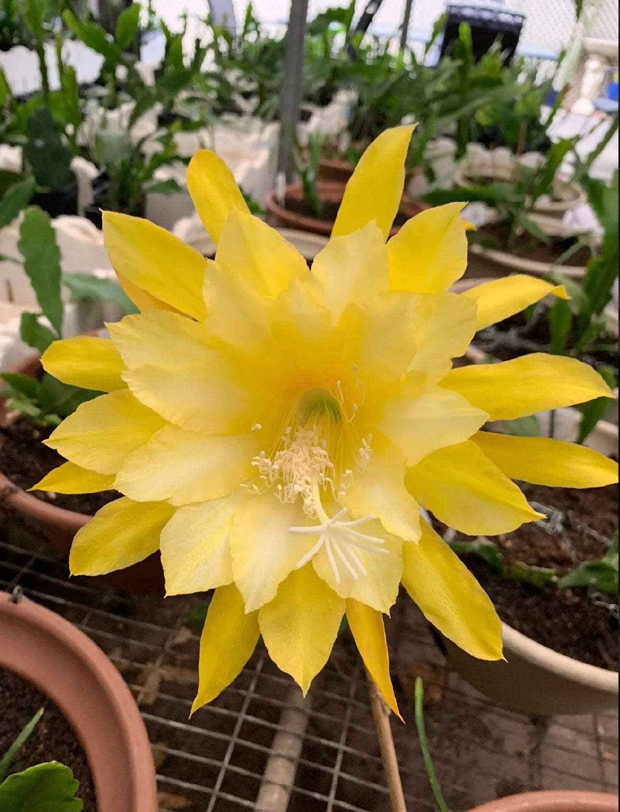 Healthy Yellow Orchid Cactus with vibrant blooms and trailing green stems.