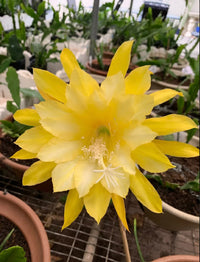 Healthy Yellow Orchid Cactus with vibrant blooms and trailing green stems.