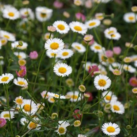 White and pink Erigeron Karvinskianus daisy flowers in a rock garden landscape