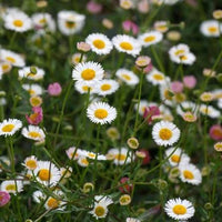 White and pink Erigeron Karvinskianus daisy flowers in a rock garden landscape