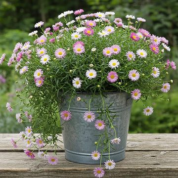 Erigeron Karvinskianus daisy flower seeds for home garden planting