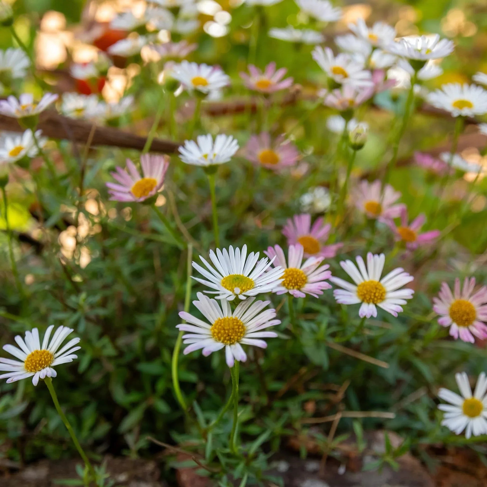 Blooming Erigeron Karvinskianus flowers growing in a garden border