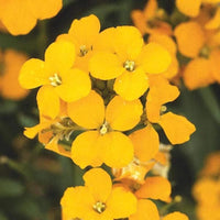 Erysimum Aliionii flower seeds for bright orange blooms
