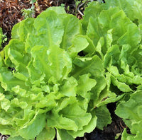Escarole Batavian Endive Seeds for Planting