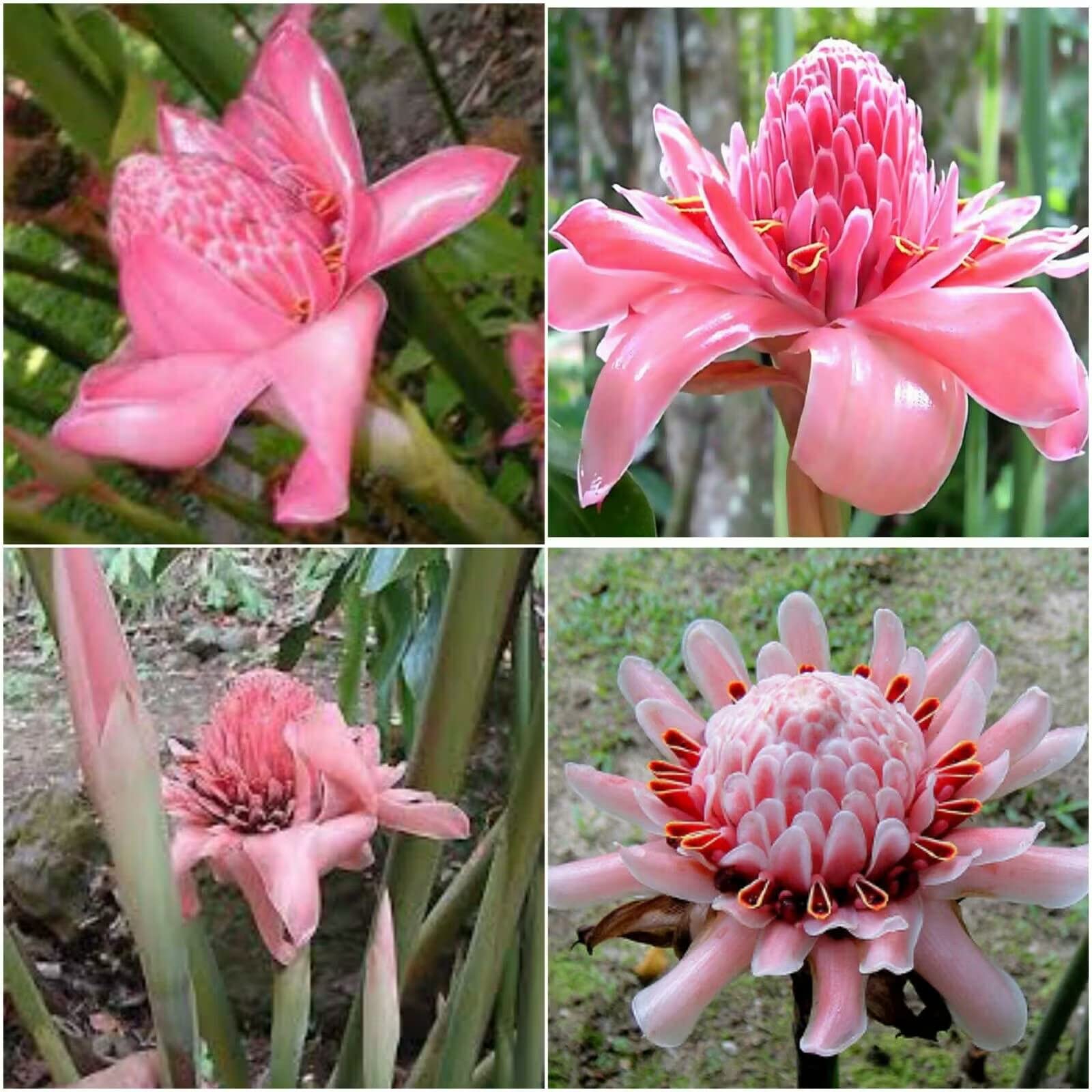 Etlingera Elatior Mixed Colour Seeds for Vibrant Garden Planting