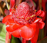 Etlingera Elatior plant growing in pots