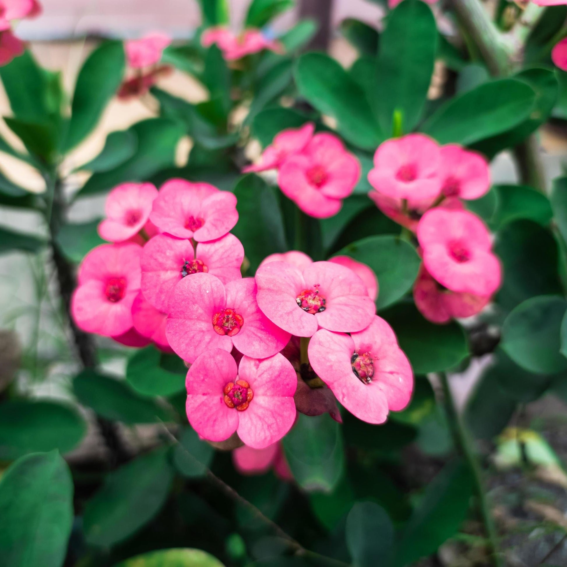 Euphorbia milii ornamental flower seeds for decorative landscape planting.